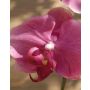 Orquídea Phalaenopsis artificial YVA, vara de ajuste, fucsia, 90cm