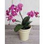 Orquídea Phalaenopsis artificial ZAHRA, maceta decorativa, fucsia, 50cm