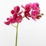 Orquídea Phalaenopsis falsa JASMIN, fucsia, 45cm, Ø4-5cm