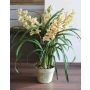 Orquídea Cymbidium artificial MEDINA maceta decorativa, verde-rosa, 125cm, Ø10cm