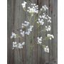 Gypsophila artificial CECILIA, blanco, 60cm, Ø1cm