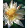 Flor de loto artificial SABIRA, flotante, blanco, 7cm, Ø21cm