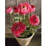 Ranunculus artificial JOSEPHINA en maceta de arcilla, fucsia, 30 cm.