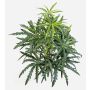 Aralia artificial PANGON en varilla, verde, 50 cm