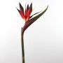 Ave del paraíso sintética CHAYA, rojo-negro, 95cm, 17x24cm