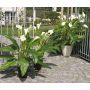 Calla artificial LAURENCE, blanco, 130cm, 8x13cm