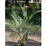 Palma de Areca artificial BONNY, 120cm