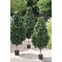 Laurel DELUXE artificial GEORGIOS, tronco real, frutos, verde, 200cm