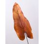 Hoja de caladium artificial DONALD, naranja-marrón, 80cm