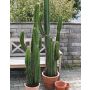 Cactus columnar artificial KARUSA, verde, 195cm