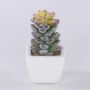 Pachyphytum oviferum artificial ROBBIE, maceta de cerámica, verde, 13cm
