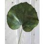 Hoja de geranio artificial HEIDEGARD, verde, 38cm, Ø14cm