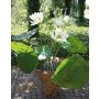 Nenúfar artificial HELLENA en maceta decorativa, blanco, 140cm