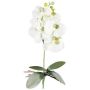 Flor decorativa Phalaenopsis Orquídea DRINTOR, varilla, raíces, blanca-verde, 40 cm