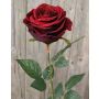 Rosa de terciopelo WALERIE, burdeos, 80cm, Ø10cm