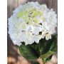 Hortensia sintética HERMINE, blanco-verde, 65cm