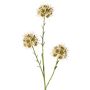 Rama de allium artificial ZEBU, crema, 65cm, Ø7cm