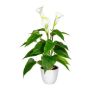 Flor decorativa de cala VORLIM en maceta decorativa, raíces aéreas, blanca, 45 cm