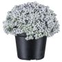Suculenta artificial Sedum telephium NUKEF, blanco, 10cm