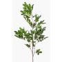 Rama decorativa de pistacho WEXTOR, verde, 90 cm