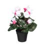 Flor decorativa ciclamen FOLKREN en maceta decorativa, blanco-rosa, 30 cm
