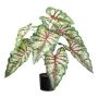 Planta decorativa Caladium GRUSON, verde-roja, 65 cm