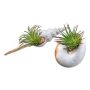Planta artificial suculenta Tillandsia ionantha FRUNS en conchas naturales, 2 unidades, verde, 8-14 cm