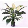Spathiphyllum artificial ABBY con flores, blanco, 75cm