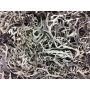 Musgo natural FLORENTIA, gris, 50 g