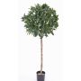 Laurel artificial ALEXIOS, tronco real, frutos, verde, 175cm, Ø55cm