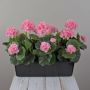 Geranios artificiales FLOREANA en maceta, 3 unidades, rosa claro, 40 x 15 x 35 cm
