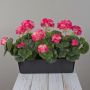 Geranios artificiales FLOREANA en maceta, 3 unidades, rosa oscuro, 40 x 15 x 35 cm