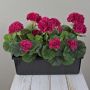 Geranios artificiales FLOREANA en maceta, 3 unidades, rosa chillón, 40 x 15 x 35 cm