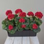 Geranios artificiales FLOREANA en maceta, 3 unidades, rojos, 40 x 15 x 35 cm