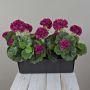 Geranios artificiales FLOREANA en maceta, 3 unidades, rojo burdeos, 40 x 15 x 35 cm
