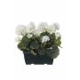 Geranios artificiales FLOREANA en maceta, 2 unidades, blancos, 24 x 11 x 35 cm