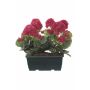 Geranios artificiales FLOREANA en maceta, 2 unidades, rosa, 24 x 11 x 35 cm