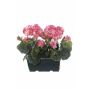 Geranios artificiales FLOREANA en maceta, 2 unidades, rosa oscuro, 24 x 11 x 35 cm