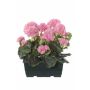 Geranios artificiales FLOREANA en maceta, 2 unidades, rosa claro, 24 x 11 x 35 cm