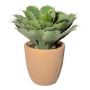 Agave pygmaea decorativa en maceta decorativa BUKEF, verde, 30cm
