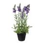 Flor decorativa lavanda KENSY en maceta decorativa, violeta, 30 cm