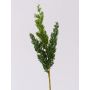 Rama decorativa de enebro STURNYN, verde, 35 cm