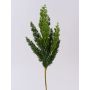 Rama decorativa de enebro STURNYN, verde, 50 cm