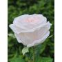 Rosa artificial MARNUK, color crema-albaricoque, 60 cm