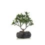 Bonsái artificial árbol del dinero DRAVIN en maceta decorativa, verde, 24 cm