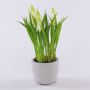 Flor artificial de muscari NARMADA en maceta de cemento, blanca, 20 cm
