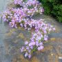 Guirnalda de gypsophila artificial LITAGO, rosa-violeta, 180 cm