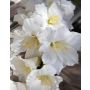 Flor artificial gladiolo THEOPHORA, crema-blanco, 110 cm