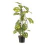 Planta artificial filodendro monstera adansonii BRINOL, maceta decorativa, raíces aéreas, 80 cm