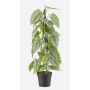 Planta artificial flor de flamenco RIFLEM, maceta decorativa, raíces aéreas, verde, 80 cm